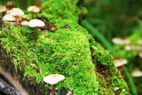世界举重青年联赛选手家庭支持计划实施，世界举重队